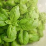 Basilic
