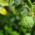 Bergamote