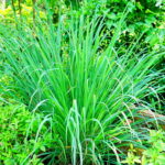 Citronelle
