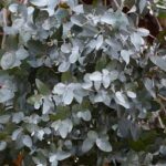 Eucalyptus