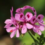 Géranium rosat