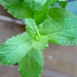 Menthe
