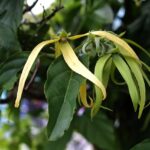 Ylang-ylang